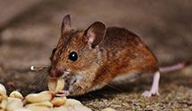 gopher-and-mole-control Experts in Otter River